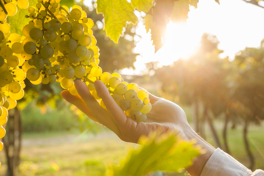 The Trebbiano grape variety and its wines: everything you need to know